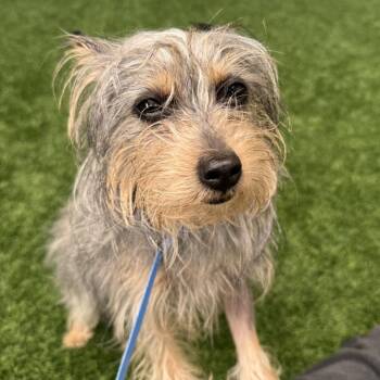 Nymeria -  Yorkshire Terrier Dog for Adoption in Burlingame, California - Nymeria | PetCurious