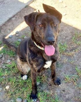 JANUARY -  Labrador Retriever and Sheep Dog Dog for Adoption in Sacramento, California - JANUARY | PetCurious
