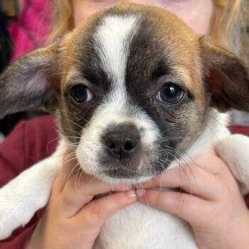 Pekingese and Chihuahua Dogs Available for Adoption - Rosey | PetCurious
