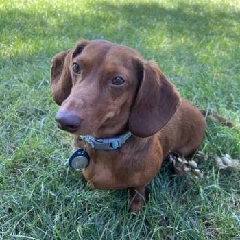Hans - OHIO ONLY -  Dachshund Dog for Adoption in Lebanon, Ohio - Hans - OHIO ONLY | PetCurious