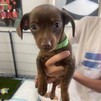 Piper -  Chihuahua Dog for Adoption in Escondido, California - Piper | PetCurious