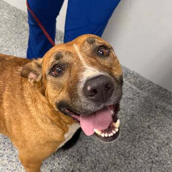 Kaya -  Mixed Breed Dog for Adoption in Greenville, South Carolina - Kaya | PetCurious