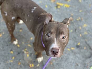 Rescue Mixed Breed Dogs for Adoption in New York, New York - Auburr | PetCurious