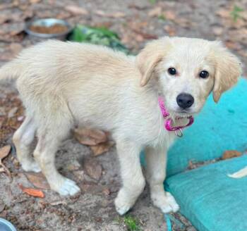 Golden Retriever and Standard Poodle Dogs Available for Adoption in Grand Bay, Alabama - Buddie | PetCurious