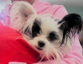 Cheesy Michael -  Papillon and Mixed Breed Dog for Adoption in Pendleton, Oregon - Cheesy Michael | PetCurious