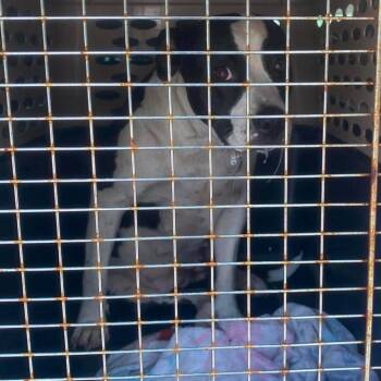 Regina Stray Hold 9/6 -  Mixed Breed Dog for Adoption in Huntington, West Virginia - Regina Stray Hold 9/6 | PetCurious