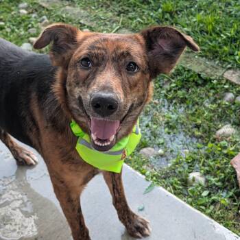 Shepherd and German Shepherd Dog Dogs Available for Adoption in Baton Rouge, Louisiana - Amber | PetCurious