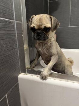 Pug Dogs Available for Adoption in St. Petersburg, Florida - Polly | PetCurious