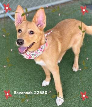 SAVANNAH -  Shepherd Dog for Adoption in Marietta, Georgia - SAVANNAH | PetCurious