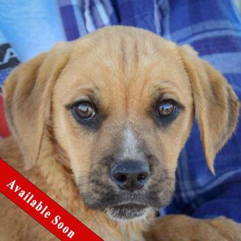 Rescue Pug and English Bulldog Dogs for Adoption in Huntley, Illinois - Roger | PetCurious