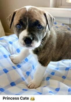 Hound Dogs Available for Adoption - Catherine | PetCurious