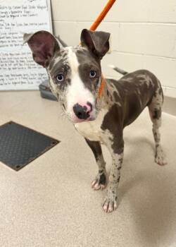 Rescue Catahoula Leopard Dog and Mixed Breed Dogs for Adoption in Madison, Georgia - Dewey | PetCurious