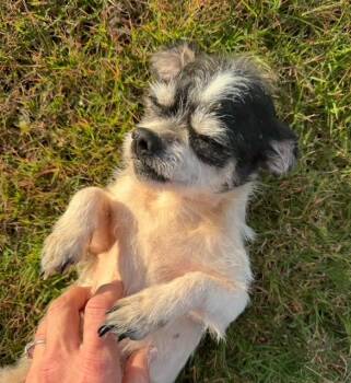 Rescue Brussels Griffon and Chihuahua Dogs for Adoption in Watertown, Connecticut - Flash | PetCurious