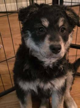 English Shepherd Dogs Available for Adoption - Nigel | PetCurious