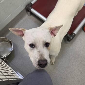 Terrier Dogs Available for Adoption - Lefty | PetCurious