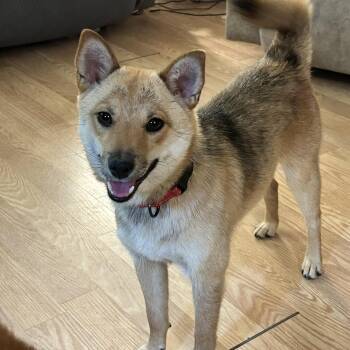 Tortellini -  Shiba Inu and Australian Cattle Dog Blue Heeler Dog for Adoption in Chicago, Illinois - Tortellini | PetCurious