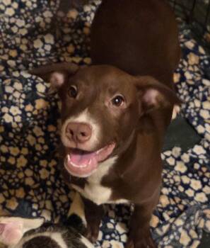 MURPHY -  Chihuahua and Jack Russell Terrier Dog for Adoption in Fosters, Alabama - MURPHY | PetCurious