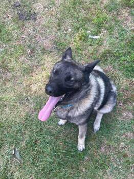 Rover -  Norwegian Elkhound Dog for Adoption in White Oak, Pennsylvania - Rover | PetCurious