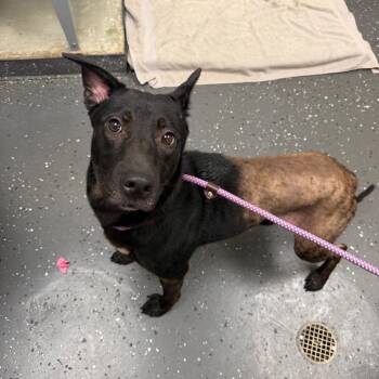 Norma Jean -  Mixed Breed Dog for Adoption in Columbiana, Alabama - Norma Jean | PetCurious