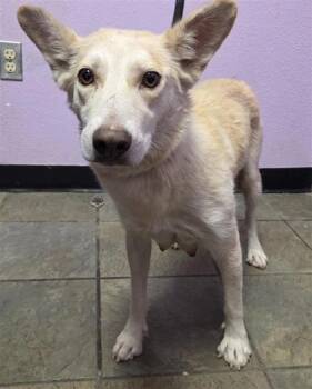 Elsa* -  Mixed Breed Dog for Adoption in El Paso, Texas - Elsa* | PetCurious