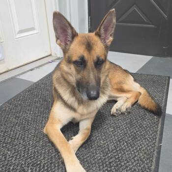 Sampson -  German Shepherd Dog Dog for Adoption in Van Horne, Iowa - Sampson | PetCurious