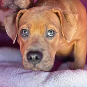 Keeper -  English Bulldog and Terrier Dog for Adoption in Bronson, Florida - Keeper | PetCurious