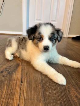 Australian Shepherd Dogs Available for Adoption in New Baltimore, Michigan - Broccoli | PetCurious