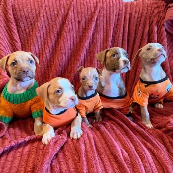 Spice Girls Litter -  American Staffordshire Terrier Dog for Adoption in Chicago, Illinois - Spice Girls Litter | PetCurious