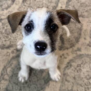 Gwennie -  Chihuahua Dog for Adoption in Isabela, Isabela - Gwennie | PetCurious