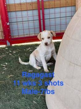 Mixed Breed Dogs Available for Adoption in Waunakee, Wisconsin - Radagast | PetCurious
