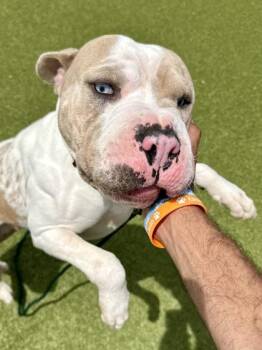 Cupid -  Mixed Breed Dog for Adoption in Wichita, Kansas - Cupid | PetCurious