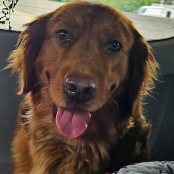 Livvy -  Golden Retriever Dog for Adoption in Sinking Spring, Pennsylvania - Livvy | PetCurious