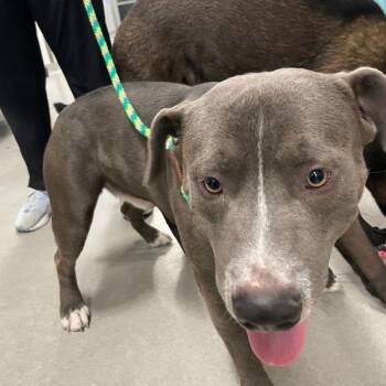 Terrier Dogs Available for Adoption in Des Moines, Iowa - Artemis | PetCurious