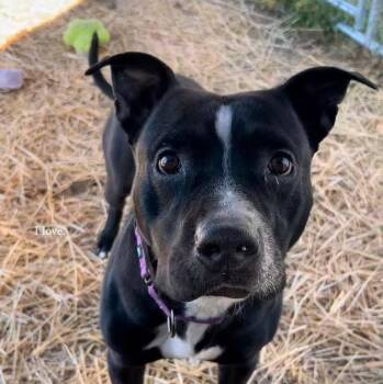 Rescue Pit Bull Terrier Dogs for Adoption in Richmond, Missouri - Austin | PetCurious