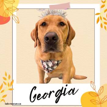 Labrador Retriever Dogs Available for Adoption - Georgia | PetCurious