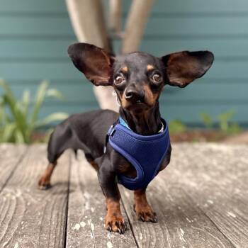 Tuxedo -  Dachshund Dog for Adoption in Pacific Grove, California - Tuxedo | PetCurious