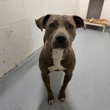 Dahlia -  Pit Bull Terrier Dog Available for Adoption in Troy, Virginia - Dahlia | PetCurious