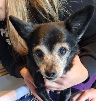Snaggle -  Chihuahua Dog Available for Adoption in Mauston, Wisconsin - Snaggle | PetCurious