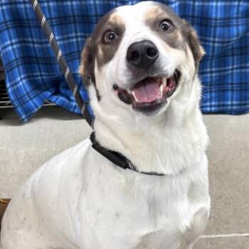 Theo -  Pit Bull Terrier Dog for Adoption in Marshalltown, Iowa - Theo | PetCurious