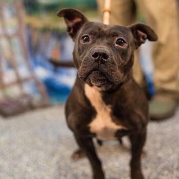 Lucy -  Pit Bull Terrier and Mixed Breed Dog for Adoption in Washington, District Of Columbia - Lucy | PetCurious