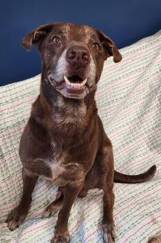 PENS -  Labrador Retriever Dog for Adoption in Brunswick, Georgia - PENS | PetCurious