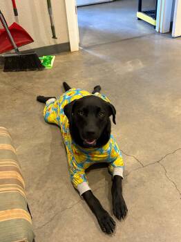 Rescue Black Labrador Retriever Dogs for Adoption in Marble Falls, Texas - Zero | PetCurious