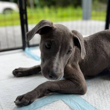 Chappell -  Mixed Breed Dog for Adoption in Volcano, Hawaii - Chappell | PetCurious