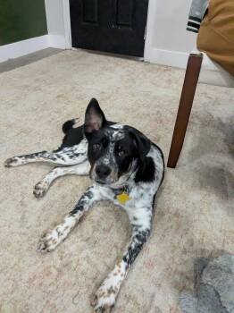 Tobleroni -  Australian Cattle Dog Blue Heeler Dog for Adoption in Salt Lake City, Utah - Tobleroni | PetCurious