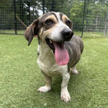 Beagle and Dachshund Dogs Available for Adoption in Magnolia, Texas - Buster | PetCurious