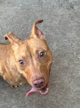 Fireball -  Pit Bull Terrier Dog for Adoption in Chicago, Illinois - Fireball | PetCurious