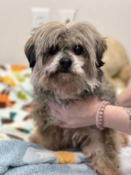 Shih Tzu Dogs Available for Adoption in Sacramento, California - Princess | PetCurious