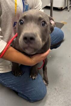 BOWIE -  Pit Bull Terrier Dog for Adoption in Peoria, Illinois - BOWIE | PetCurious