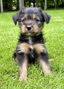 Rosie -  Yorkshire Terrier Dog for Adoption in New Baltimore, Michigan - Rosie | PetCurious
