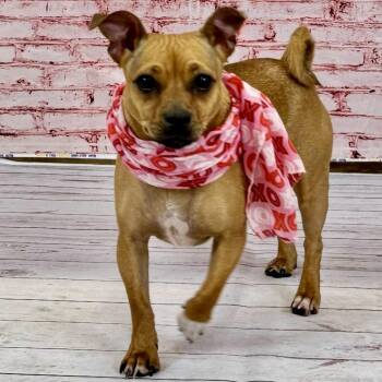 Chihuahua Dogs Available for Adoption - Ginger | PetCurious